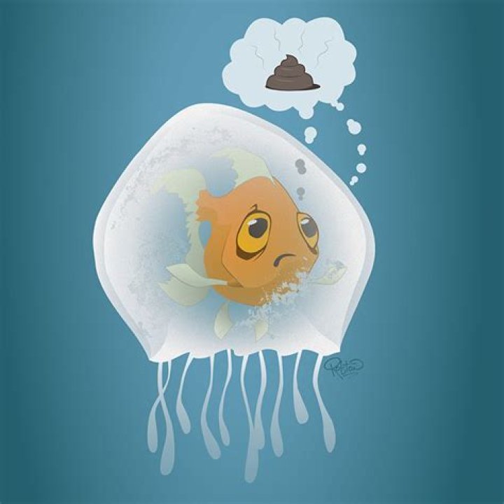 Does a jellyfish poop?