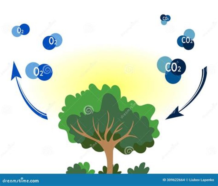Does bamboo make oxygen?
