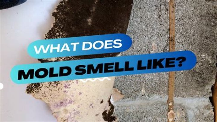 Does black mold smell like cat pee?