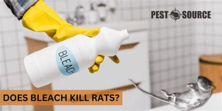 Does bleach kill rats?