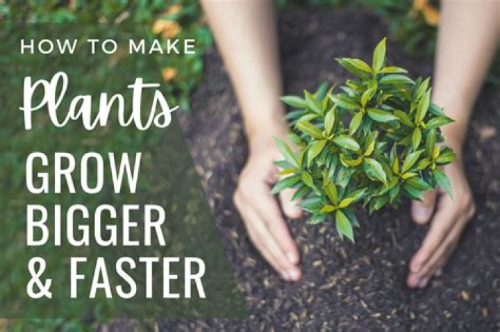 Does cutting plants help them grow?