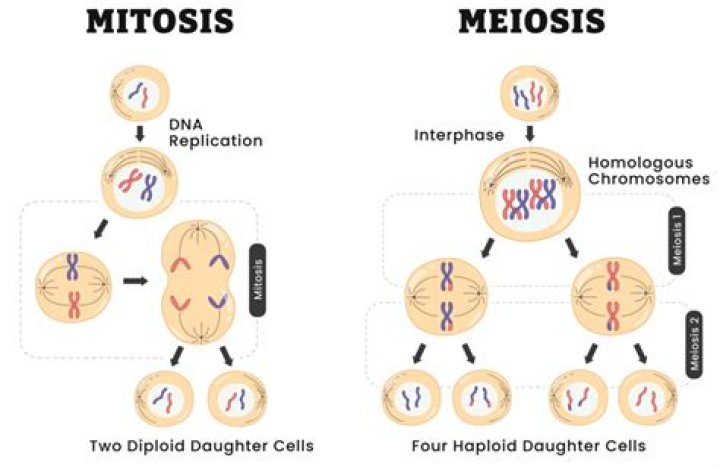 Does DNA replication occur in meiosis 2?