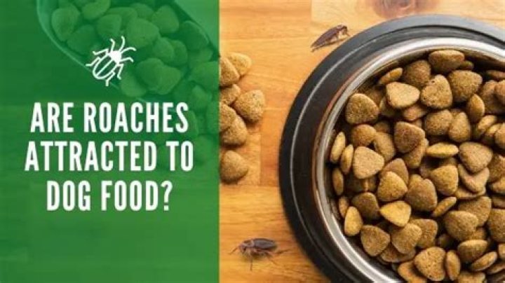 Does dog food attract roaches?