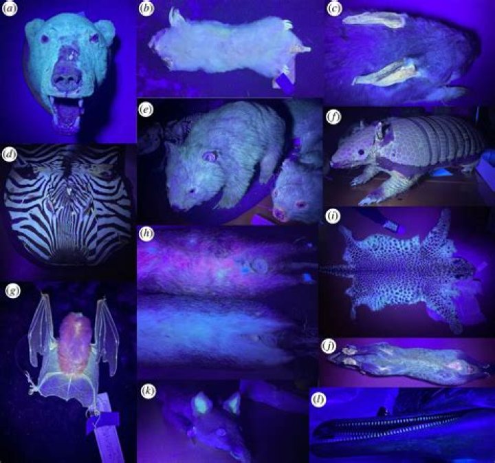 Does dog saliva glow under black light?