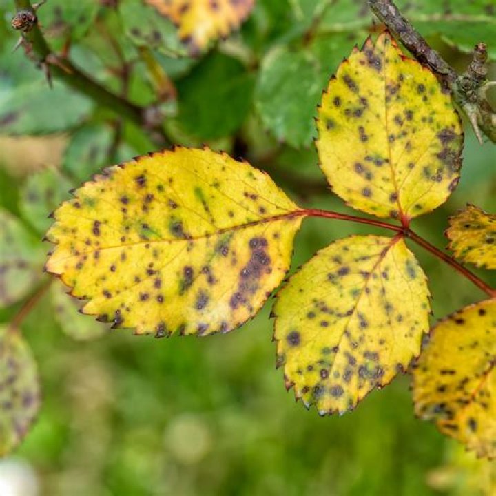 Does Epsom salt help yellow leaves?