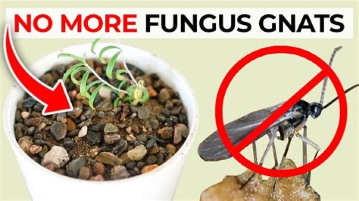 Does fungus feed on zinc?
