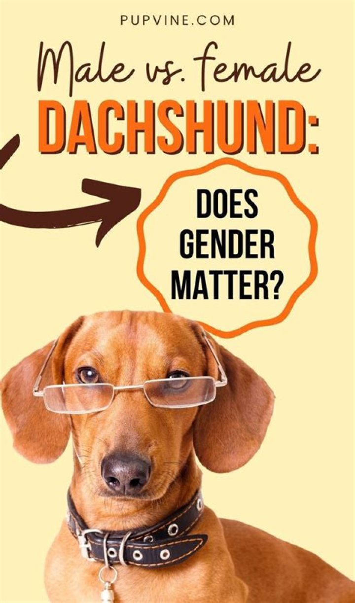 Does gender matter when getting a second dog?