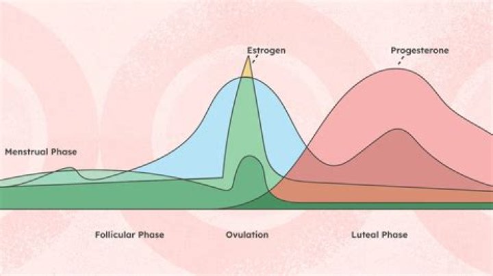 Does ginger affect menstrual cycle?