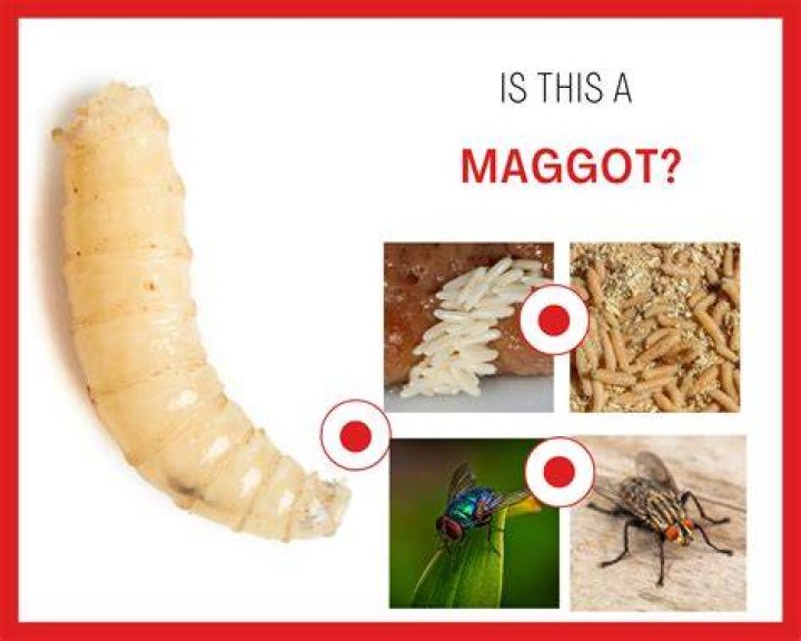 Does ketchup have maggots in it?
