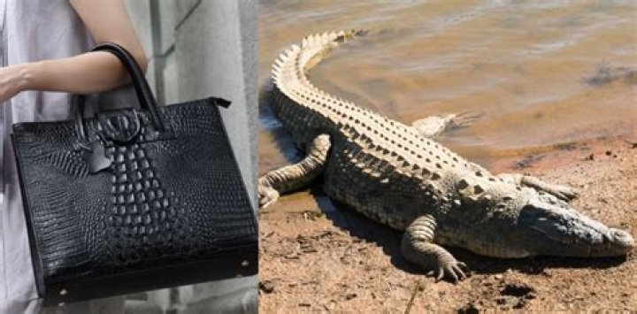 Does Louis Vuitton use animal skin?