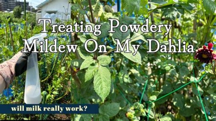 Does milk help powdery mildew?