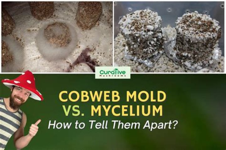 Does mold like sugar?