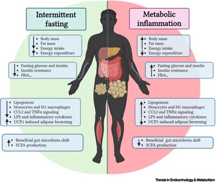 Does mono slow your metabolism?