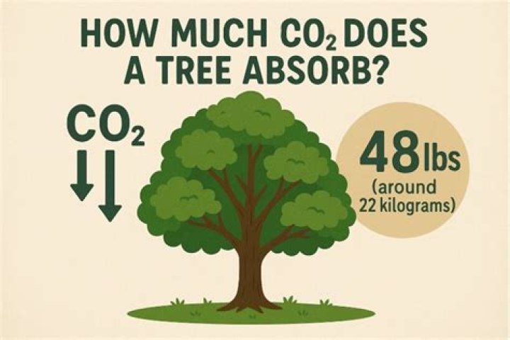 Does moss absorb more CO2 than trees?