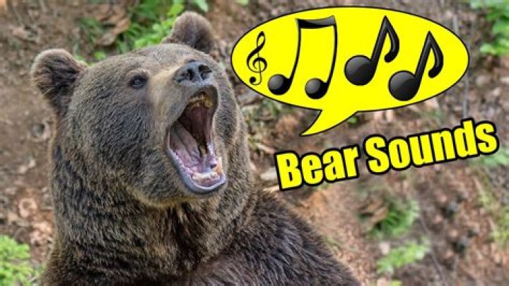 Does noise keep bears away?