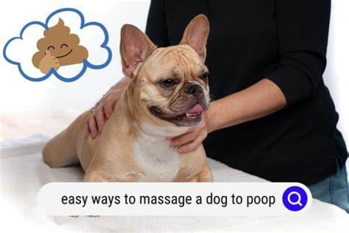 Does olive oil Help dogs poop?