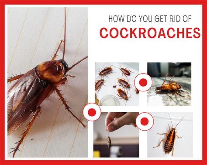 Does paint get rid of roaches?