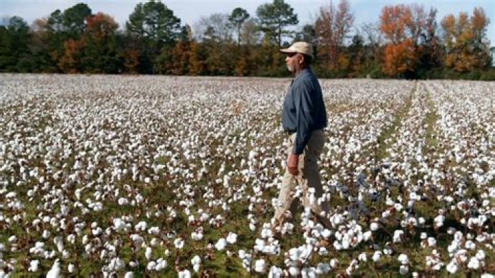 Does picking cotton hurt your fingers?