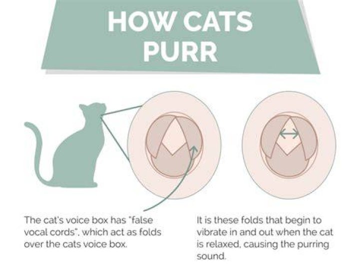 Does purring mean a cat is happy?