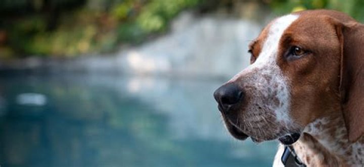 Does the Hound love Sansa?
