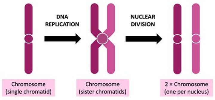 How are DNA replicated?