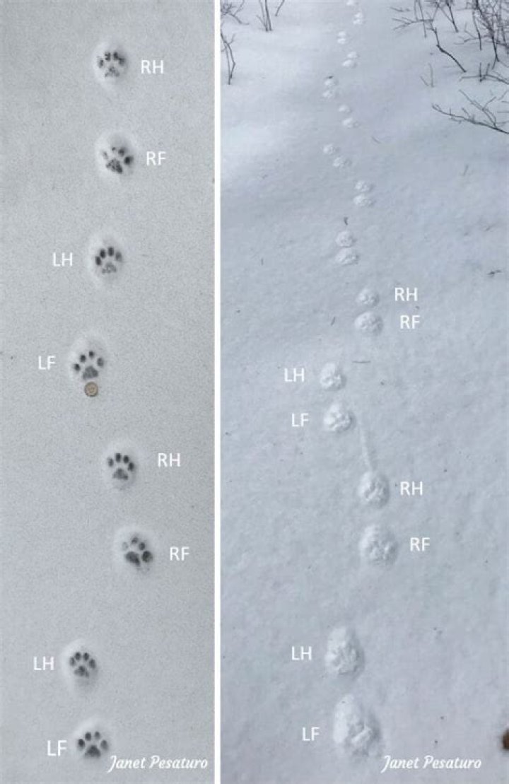 How big are bobcat tracks?