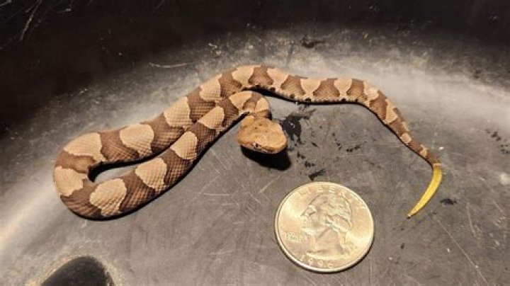 How big can a copperhead get?