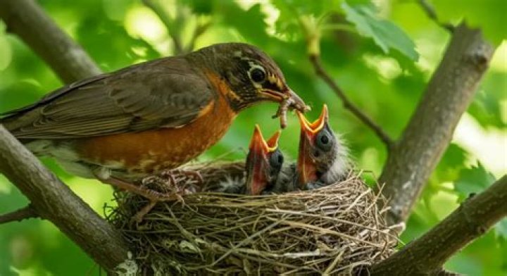 How can I feed birds but not rats?