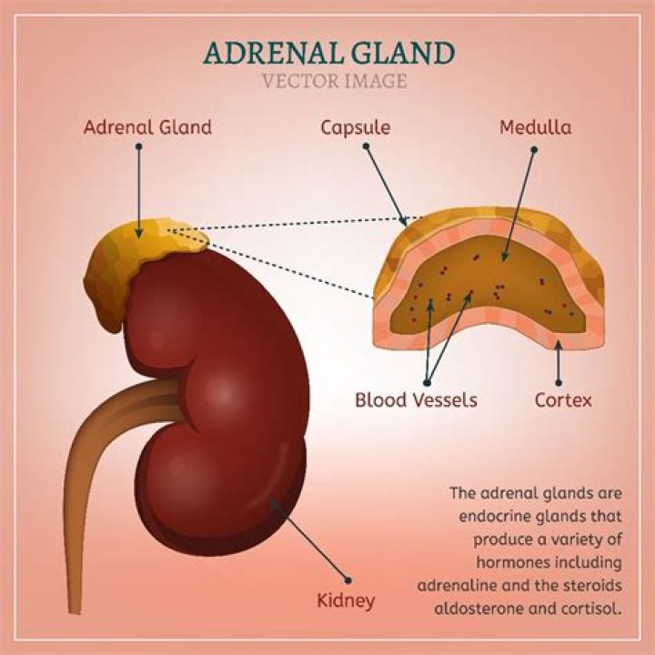 How can I improve my adrenal function?