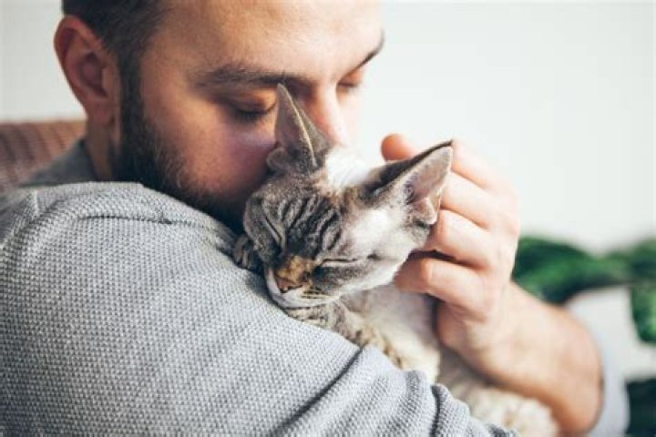 How can I make my cat feel safe?