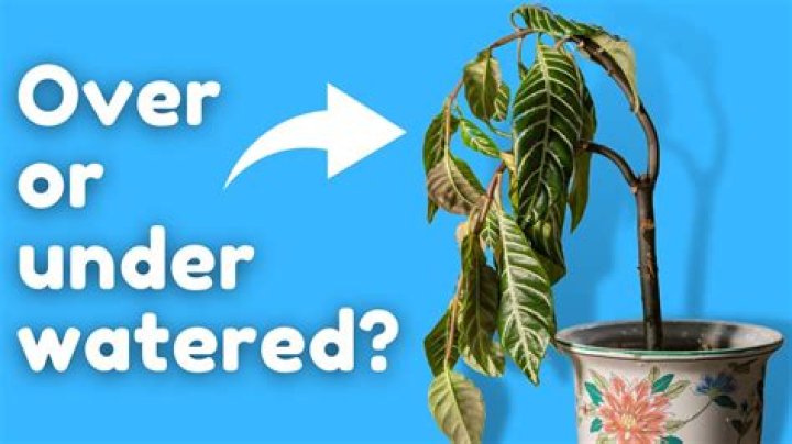 How can I make my soil moist without overwatering?