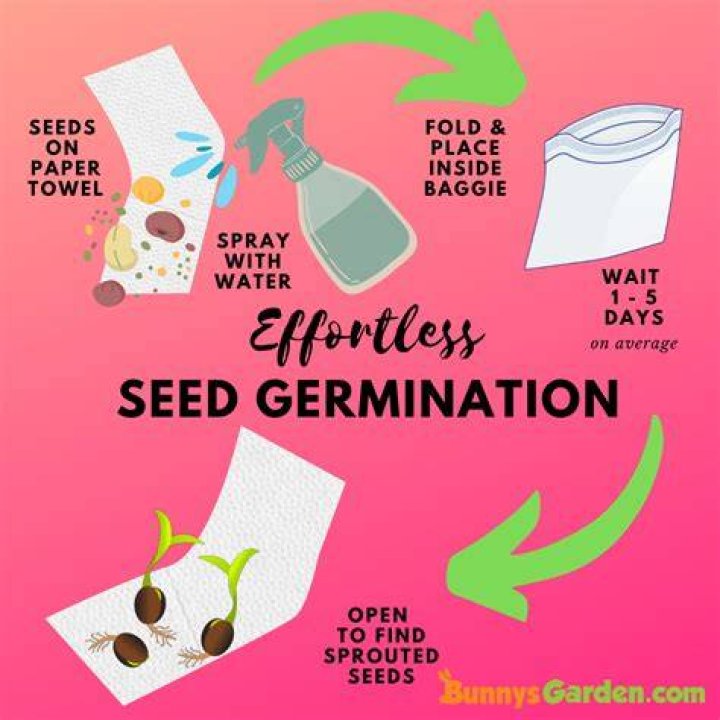 How can you make seeds germinate faster?