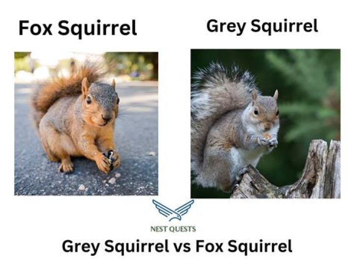 How can you tell a fox squirrel from a grey squirrel?