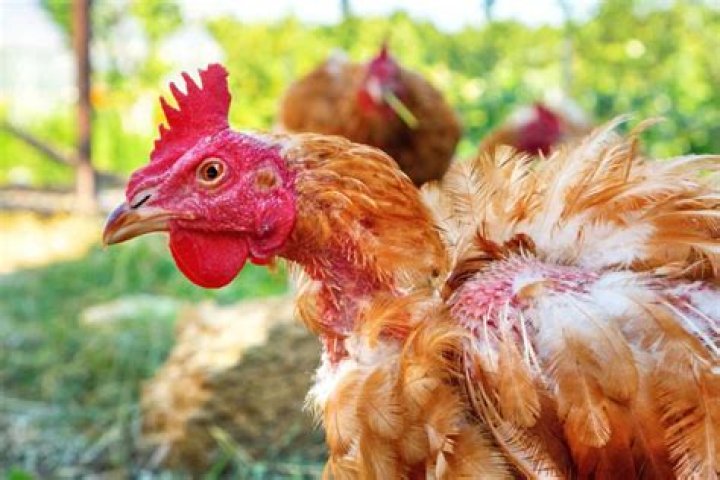 How can you tell if a chicken has worms?