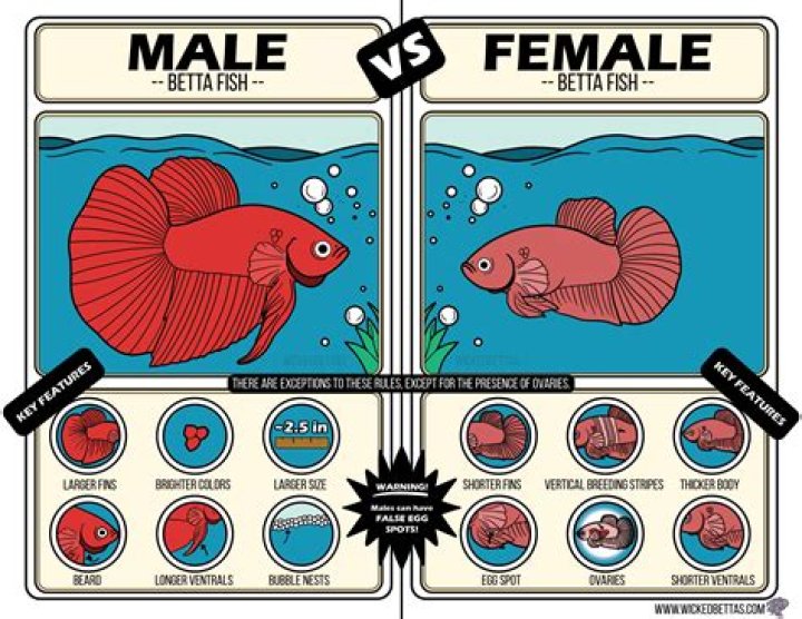 How can you tell if a fish is happy?