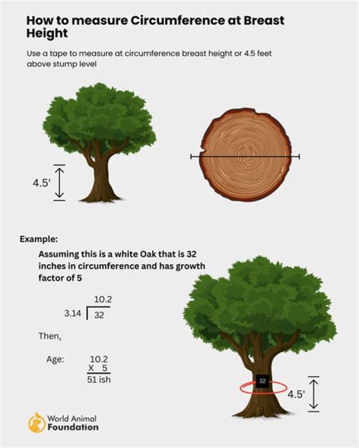 How can you tell the age of a tree by its diameter?