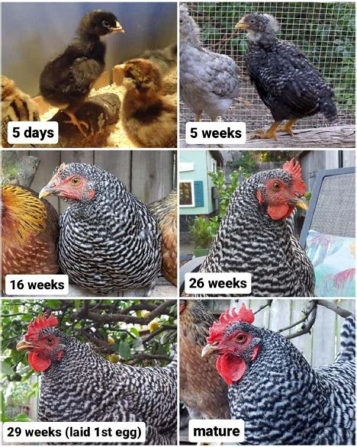 How can you tell the age of chickens?