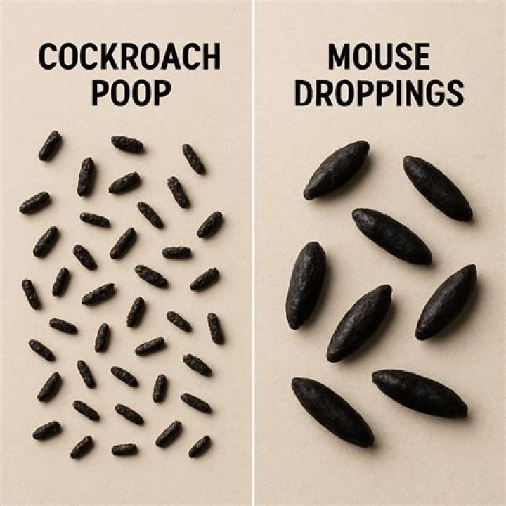 How can you tell the difference between rat poop and lizard poop?
