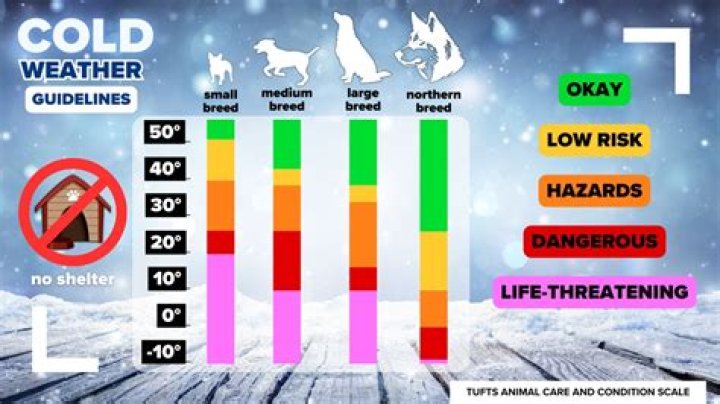 How cold is too cold for dogs in dog house?