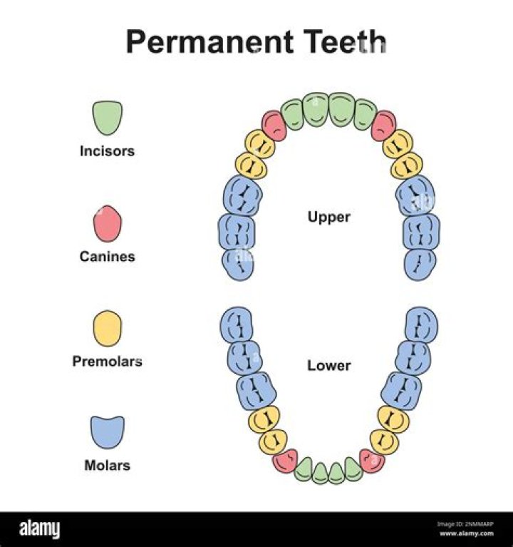 How common is missing permanent teeth?