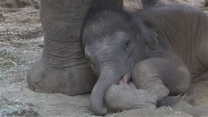 How did Mack get the baby elephant to come out of the truck?