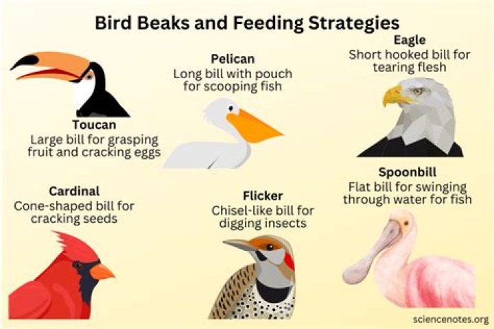 How do birds lose their beaks?