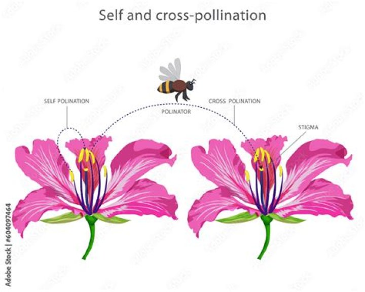 How do chives pollinate?