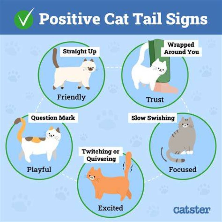 How do Germans talk to cats?