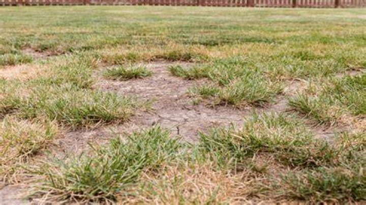 How do I bring a dead patch of grass back to life?