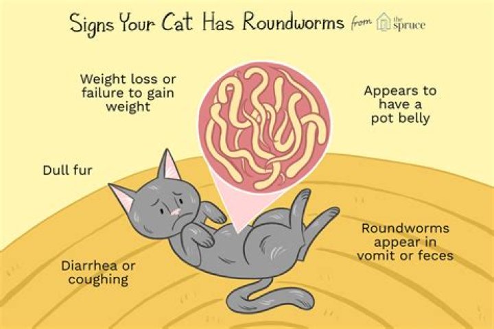 How do I clean my house if my cat has worms?