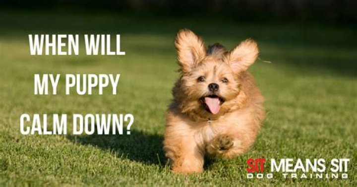 How do I get my Zoomie puppy to calm down?