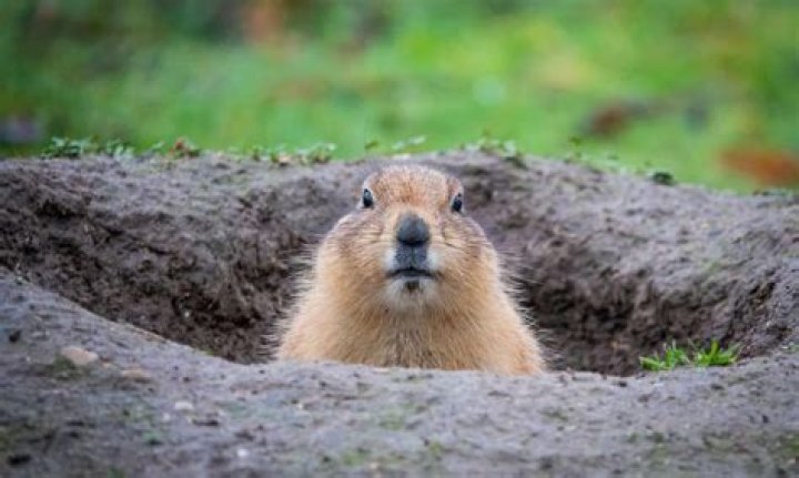 How do I get rid of animals around my house?