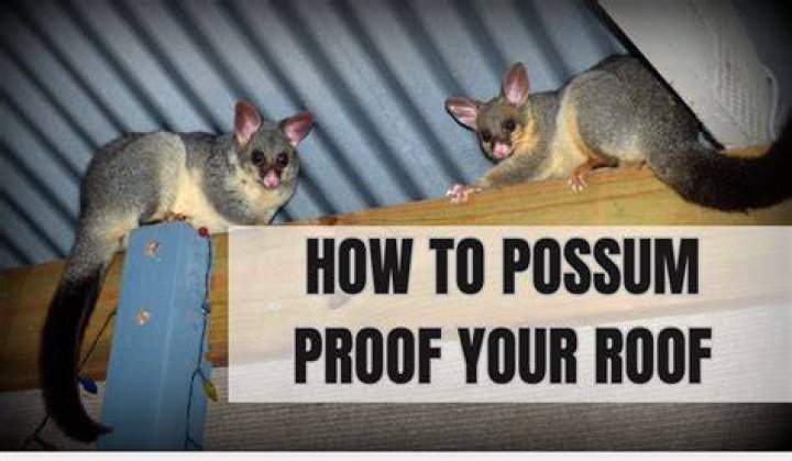 How do I get rid of possums in my roof space?