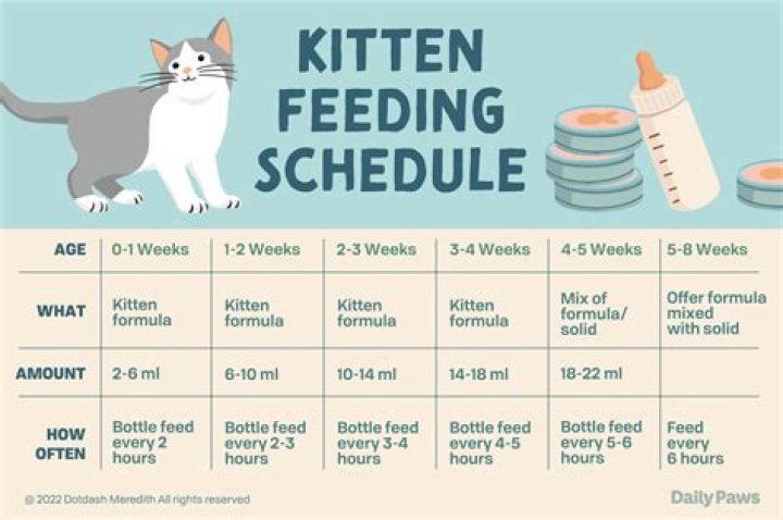 How do I know if I'm feeding my dog enough?
